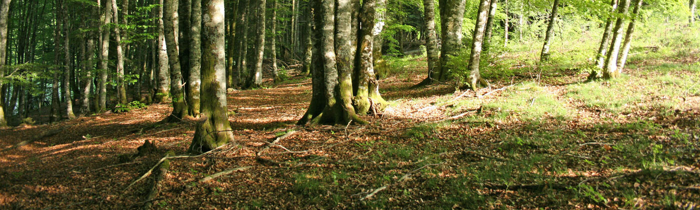 Bosque Irabia Irati en mayo